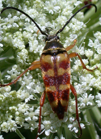 Banded Longhorn